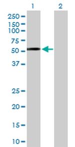 DTNBP1 Antibody in Western Blot (WB)