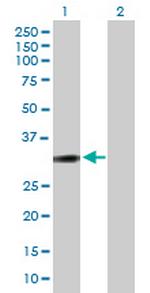 PPP1R1B Antibody in Western Blot (WB)