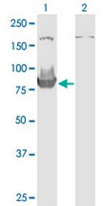 HOOK3 Antibody in Western Blot (WB)