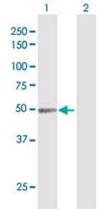 N-PAC Antibody in Western Blot (WB)