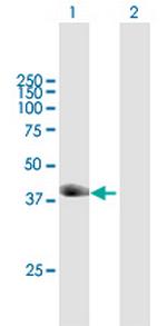 TRIM63 Antibody in Western Blot (WB)