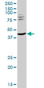 TRIM63 Antibody in Western Blot (WB)