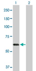 PHACS Antibody in Western Blot (WB)