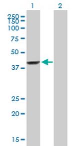 EFCAB4B Antibody in Western Blot (WB)