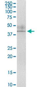 AIFM2 Antibody in Immunoprecipitation (IP)