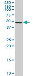 AIFM2 Antibody in Western Blot (WB)