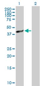 AIFM2 Antibody in Western Blot (WB)