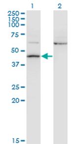 AIFM2 Antibody in Western Blot (WB)