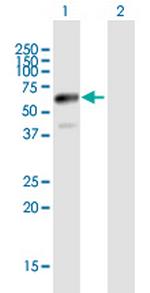 JUB Antibody in Western Blot (WB)