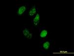 EAF1 Antibody in Immunocytochemistry (ICC/IF)