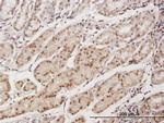 EAF1 Antibody in Immunohistochemistry (Paraffin) (IHC (P))