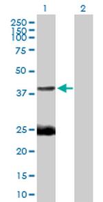 EAF1 Antibody in Western Blot (WB)