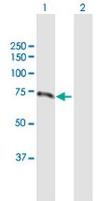 LMLN Antibody in Western Blot (WB)