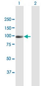 NAV2 Antibody in Western Blot (WB)