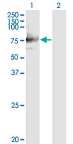 SIGLEC12 Antibody in Western Blot (WB)
