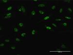 LHX4 Antibody in Immunocytochemistry (ICC/IF)