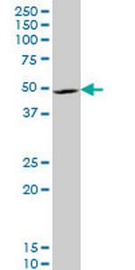 LHX4 Antibody in Western Blot (WB)