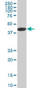 LHX4 Antibody in Western Blot (WB)