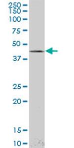 LHX4 Antibody in Western Blot (WB)