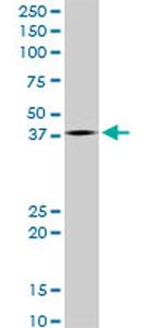 LHX4 Antibody in Western Blot (WB)