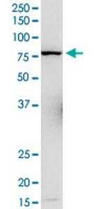 L3MBTL4 Antibody in Western Blot (WB)