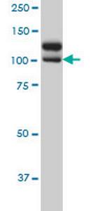 NEK9 Antibody in Western Blot (WB)