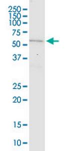 MARS2 Antibody in Western Blot (WB)