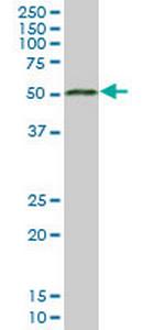 MGC21874 Antibody in Western Blot (WB)