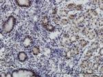 MGC21874 Antibody in Immunohistochemistry (Paraffin) (IHC (P))
