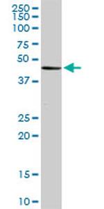 MGC21874 Antibody in Western Blot (WB)