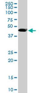 MGC21874 Antibody in Western Blot (WB)