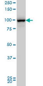 MGC16169 Antibody in Western Blot (WB)