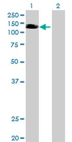 NLRP3 Antibody in Western Blot (WB)