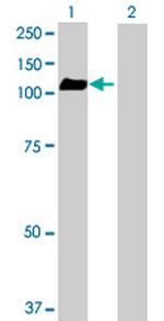 GPRASP2 Antibody in Western Blot (WB)