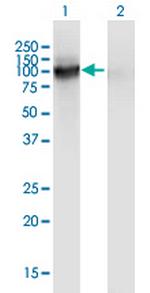 VASN Antibody in Western Blot (WB)