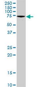 GBP4 Antibody in Western Blot (WB)