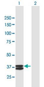 APOA5 Antibody in Western Blot (WB)