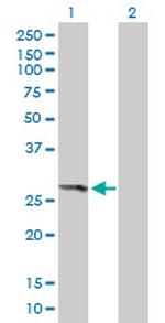 THEM4 Antibody in Western Blot (WB)