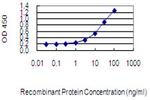 MMP21 Antibody in ELISA (ELISA)