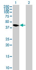 AMICA1 Antibody in Western Blot (WB)