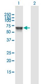 KIAA1970 Antibody in Western Blot (WB)