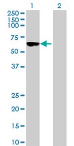 LOC124751 Antibody in Western Blot (WB)