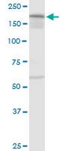 IQGAP3 Antibody in Western Blot (WB)