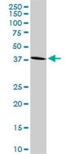 GPR175 Antibody in Western Blot (WB)