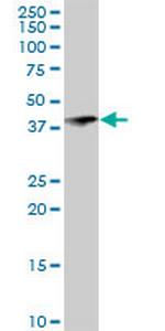 RNF113B Antibody in Western Blot (WB)