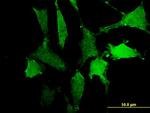 SIRPA Antibody in Immunocytochemistry (ICC/IF)