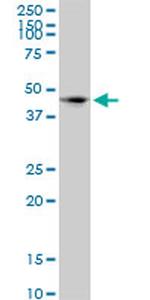 SIRPA Antibody in Western Blot (WB)