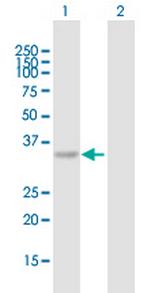 C10orf46 Antibody in Western Blot (WB)