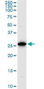 PSMA8 Antibody in Western Blot (WB)