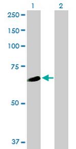 WDR16 Antibody in Western Blot (WB)